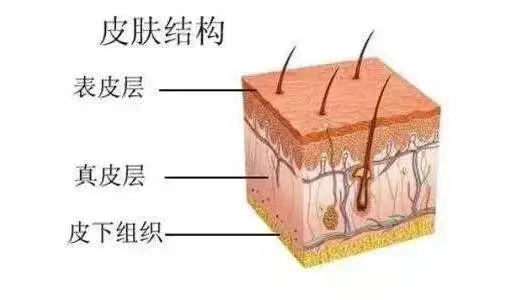 皮膚層 皮膚層